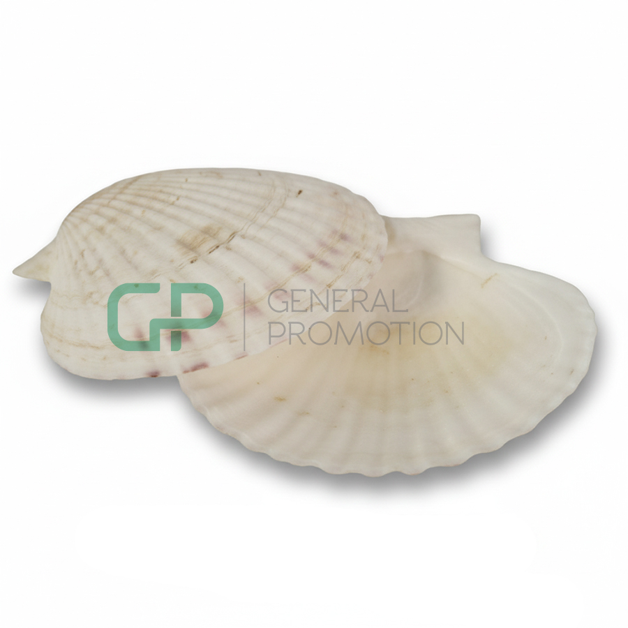 Scallop Shell Scallop Shell - Image 1